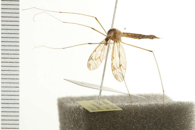 Image of Tipula (Beringotipula) coloradensis Doane 1911