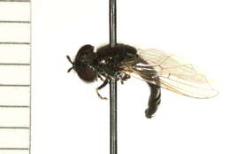 Image of Trichopsomyia apisaon Walker 1849