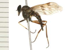 Image of Common Snipe Fly