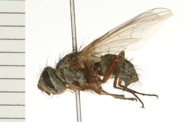 Image of Cryptomeigenia