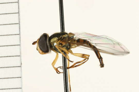 Image of Common Oblique Syrphid