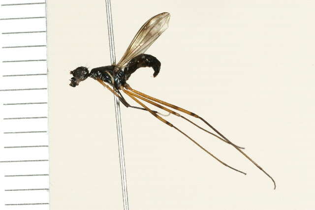 Image of Rainieria antennaepes (Say 1823)