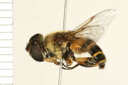 Imagem de Eristalis transversa Wiedemann 1830