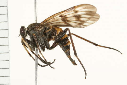 Image of Common Snipe Fly