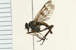 Image of Common Snipe Fly