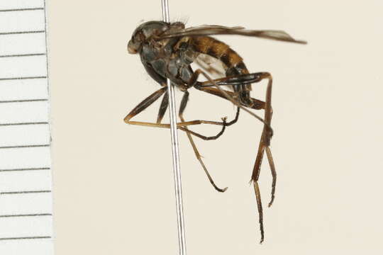 Image of Common Snipe Fly