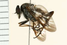 Image of Common Snipe Fly