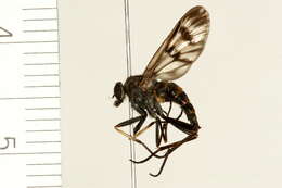 Image of Common Snipe Fly