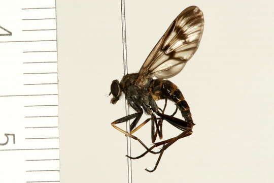 Image of Common Snipe Fly