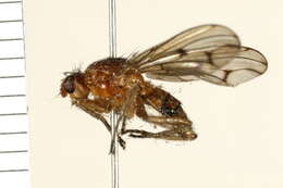 Imagem de Dryomyza anilis Fallen 1820