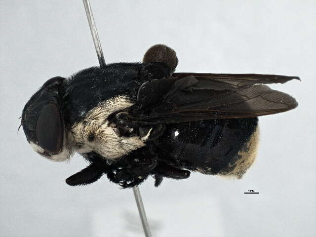 Image of Mouse Bot Fly