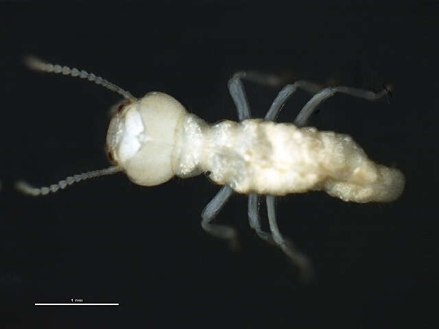 Image of Eastern Subterranean Termite