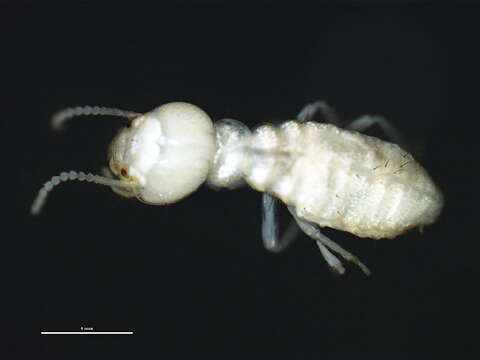 Image of Eastern Subterranean Termite