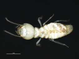 Image of Eastern Subterranean Termite