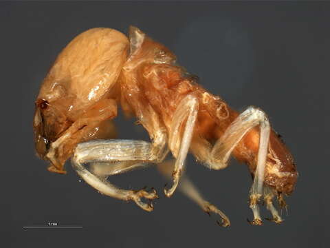 Image of Mastotermitidae