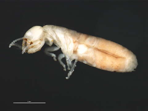 Image of drywood termite