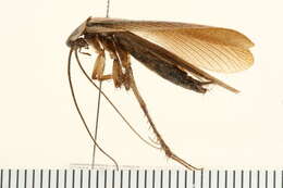 Image of Pennsylvania Wood Cockroach