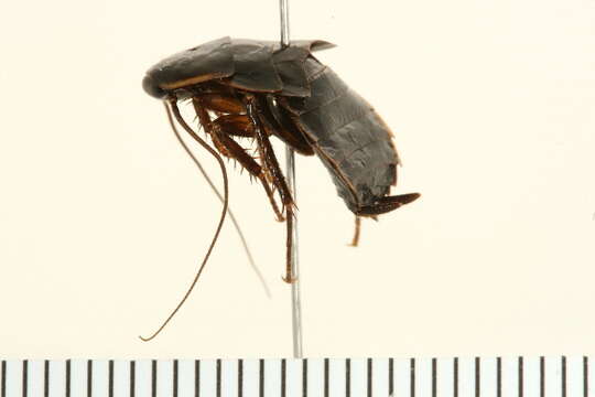 Image of Pennsylvania Wood Cockroach