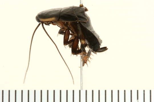 Image of Pennsylvania Wood Cockroach