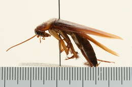 Image of american cockroach, ship cockroach