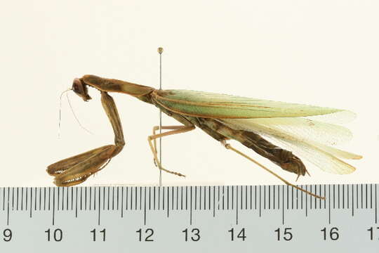 Image of Mantis