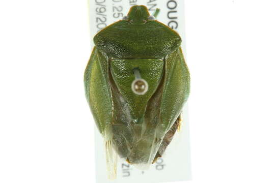 Image of Green stink bug