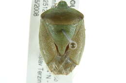 Image of Green stink bug