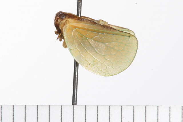 Image of Two-striped Planthopper