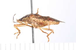 Image of Spined Soldier Bug