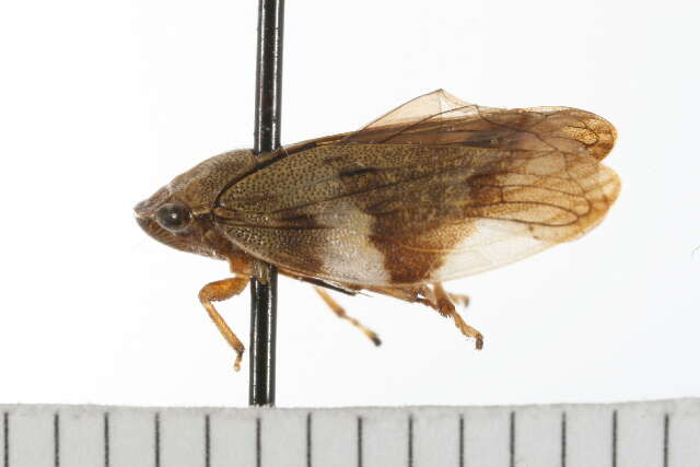 Image of European Alder Spittlebug