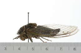 Image of dog day cicada