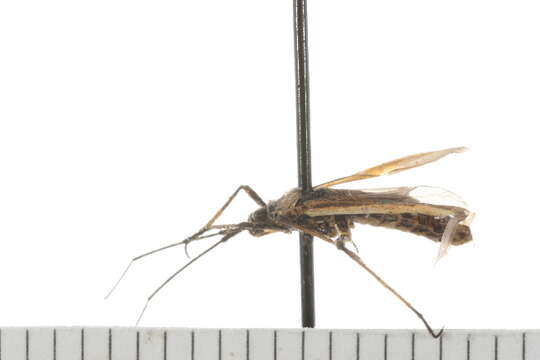Image of Meadow Plant Bug