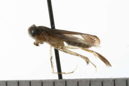 Image of Sigara alternata (Say 1825)