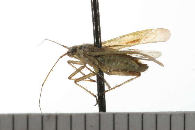 Image of Two-spotted Grass Bug