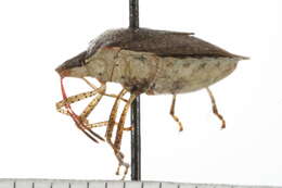 Image of Dusky Stink Bug