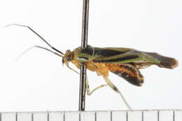 Image of Poecilocapsus
