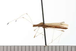 Image of stilt bugs