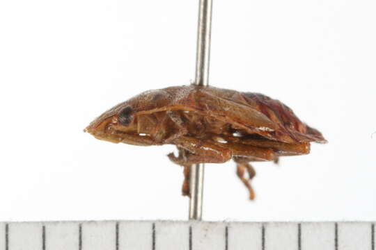 صورة <i>Podisus brevispinus</i> Phillips