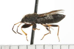 Image of <i>Megalonotus sabulicola</i>