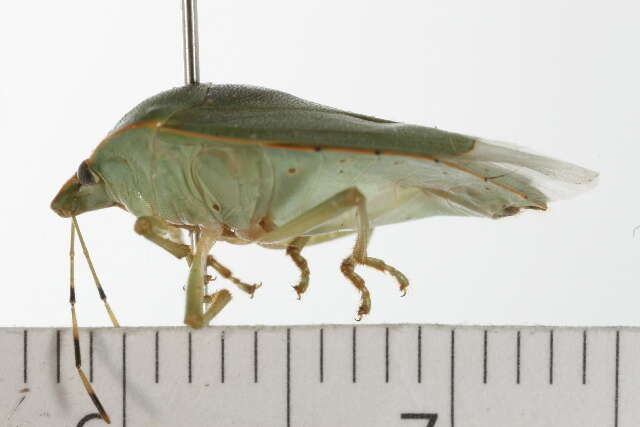 Image of Green stink bug