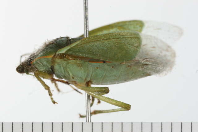 Image of Green stink bug