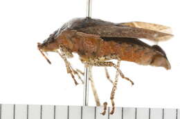 Image of Dusky Stink Bug