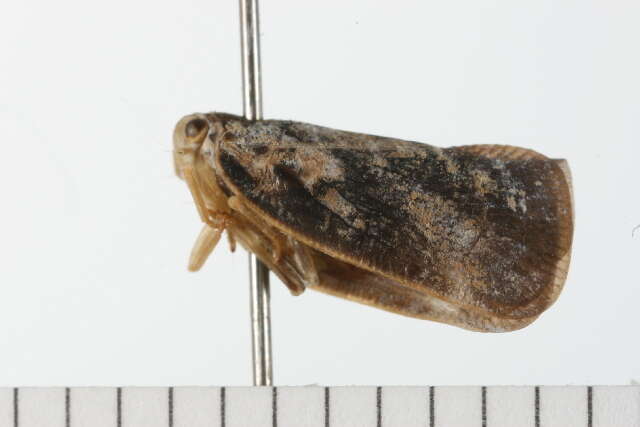 Image of Citrus Flatid Planthopper