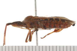 Image of Pine Seed Bug