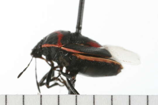 Image of Twice-stabbed Stink Bug