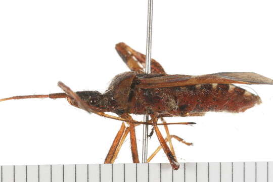 Imagem de Leptoglossus occidentalis Heidemann 1910