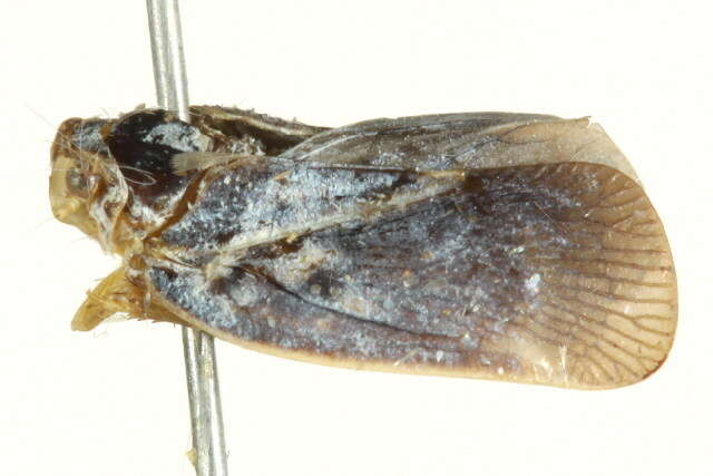 Image of Citrus Flatid Planthopper