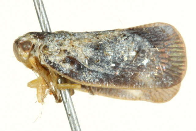 Image of Citrus Flatid Planthopper