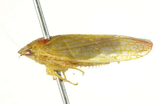 Image of Gyponana cacumina