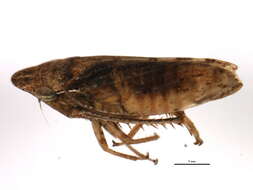 Image of <i>Aphrodes bicincta</i>